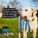 Thumbnail para Dicas de como escolher tipo de coleira para o seu Pet