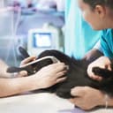Thumbnail para Curso de Auxiliar Veterinário