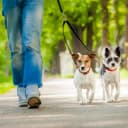 Thumbnail para Curso Pet Sitter