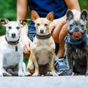 Thumbnail para Comportamento Animal - Treinamento de Cães