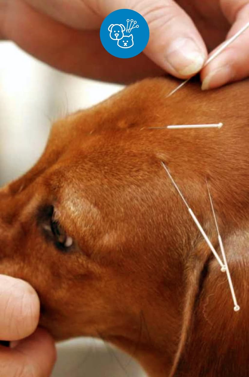 ACUPUNTURA